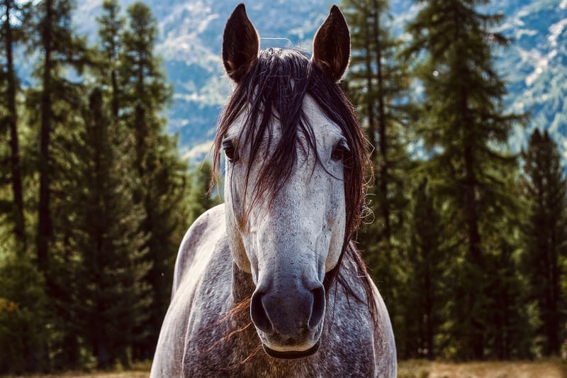 Horseback Riding